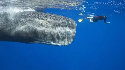 عکس نهنگ گوژپشت عنبر یا اسپرم جوان در سواحل آب های آزاد