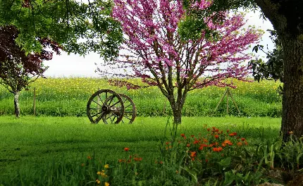 تصویری از یک جاذبه طبیعی با ویوی بهاری و شکوفه های صورتی