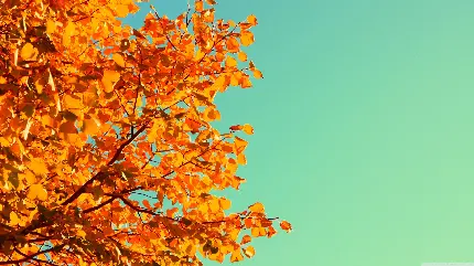 عکس درخت پاییزی با زمینه ساده مخصوص عکس نوشته و کاور پاورپوینت 