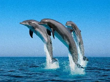 عکس استوک پرش هماهنگ دلفین های دوست داشتنی
