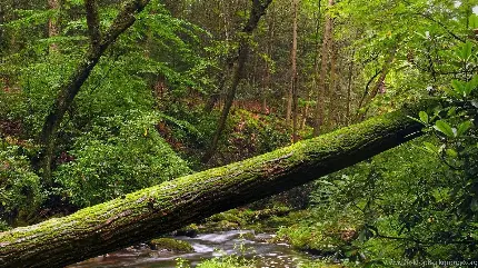 تصویر زمینه خیلی زیبا از تنه درخت شکسته در جنگل های سبز و بارانی