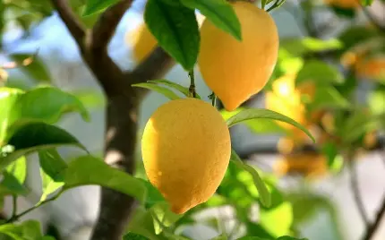 عکس های لیمو Lemon با طعم ترش و رایحه فراموش نشدنی