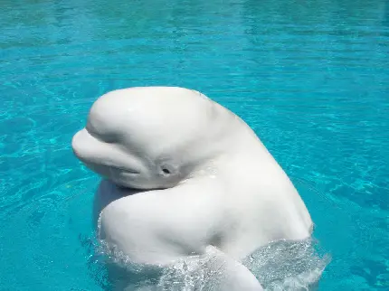 بک گراند جالب و بامزه ی نهنگ بلوگا واقعی در روی آب