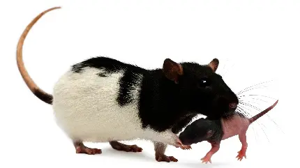 بک گراند موش سفید سیاه که بچه ی خودش را حمل میکند