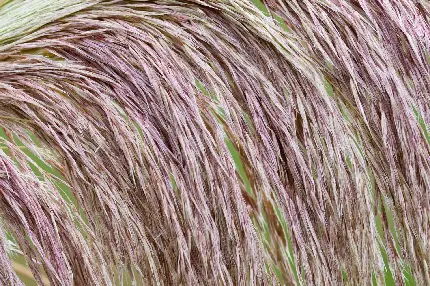 تصویر زمینه برای تبلت گرفته شده از گیاه پامپاس از نمای خیلی نزدیک