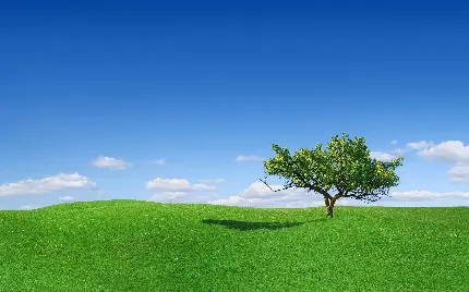 تصویر زمینه تک درخت سبز با بهترین کیفیت برای دسکتاپ