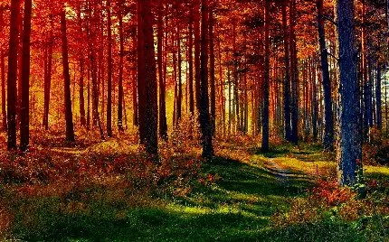 زیبا ترین تصویر از طبیعت جنگل هنگام پاییز شاهکار خداوند