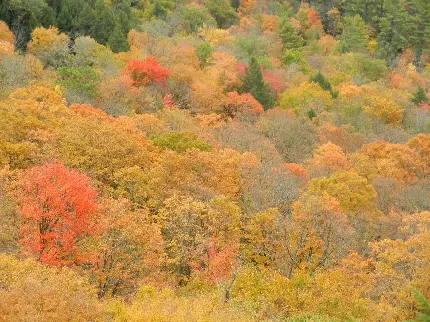 تصویر زیبا و رویایی طبیعت فصل پاییز برای بکگراند و پروفایل 