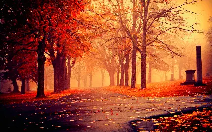 عکس استوک چتر رنگارنگ درختان جنگلی حس و حال هوای افسانه ای در جنگل قرمز رویایی پاییزی