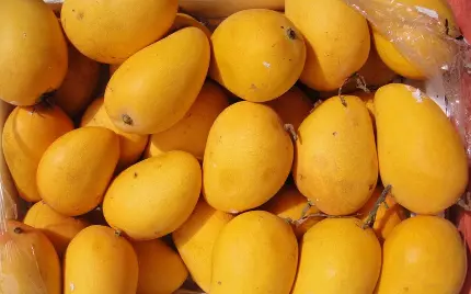 عکس انبه ایرانی سلطان میوه ها به دلیل محبوبیت طعم لذیذش