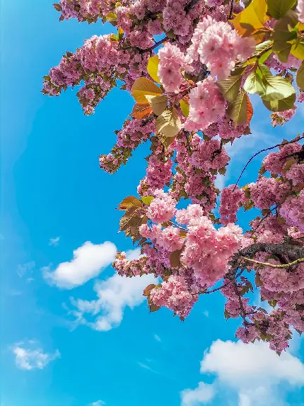 والپیپر زمینه زیبا و چشم نواز شکوفه های بزرگ روی شاخه درخت