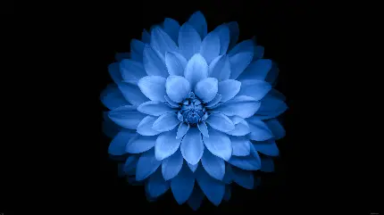 والپیپر خاص از گل آبی یخی در زمینه سیاه برای دوستداران تم تیره