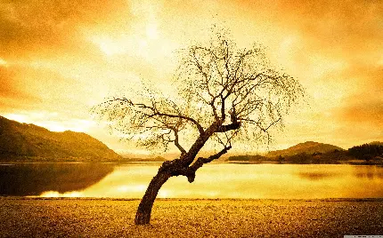 تصویر پس زمینه درخت بید مجنون خشکیده کنار دریاچه آرام