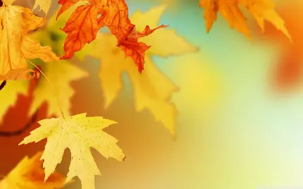 عکس استوک خیره کننده و با کیفیت عالی از برگ پاییزی 