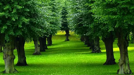 شیک ترین تصویر طبیعت سرسبز درختان با کیفیت بسیار بالا