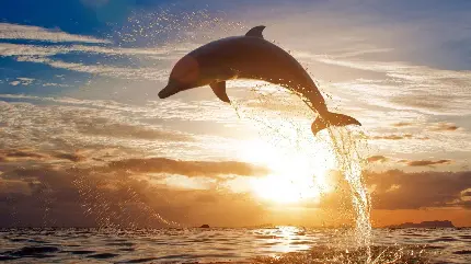دانلود رایگان تصویر زمینه برای دسکتاپ از پرش دلفین