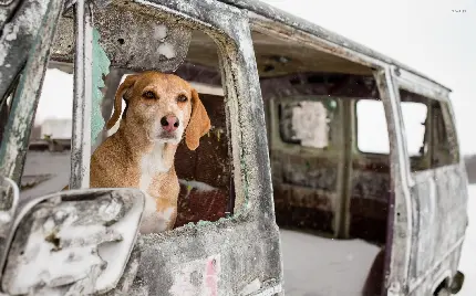 عکس زیبا از سگ نژاد بیگل در ماشین قدیمی و یخ زده