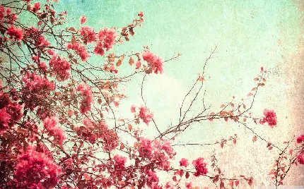 تصویر زمینه گل های صورتی پرگلبرگ درخت باکیفیت بالا 