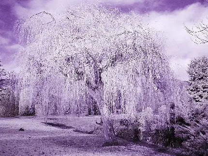 دانلود تصویر درخت بید سفید و یخ زده در زمستان برفی