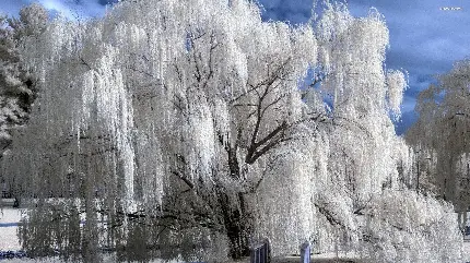 عکس درخت بید با برگ های سفید پوشیده از برف زمستانی