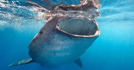 دانلود تصویر رایگان کوسه نهنگ گرسنه در حال غذا خوردن 