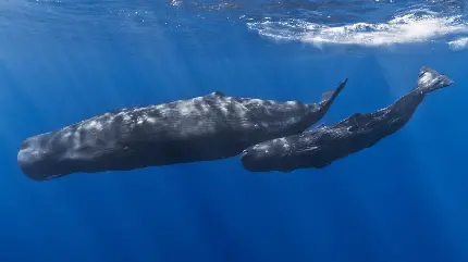 پس زمینه نهنگ اسپرم در اعماق آب های آزاد و آب های اقیانوسی 