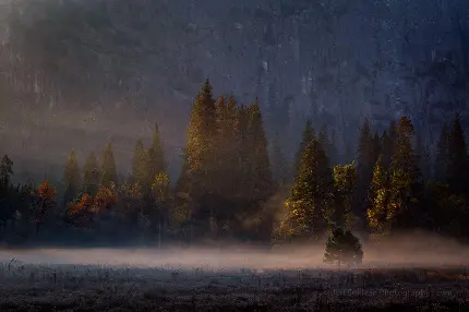 تصویر زمینه جنگل کاج بیابانی نورانی عکاسی جف سالیوان