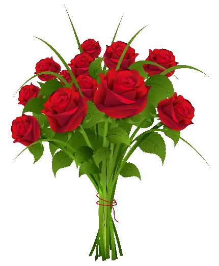 زیباترین عکس گل رز قرمز