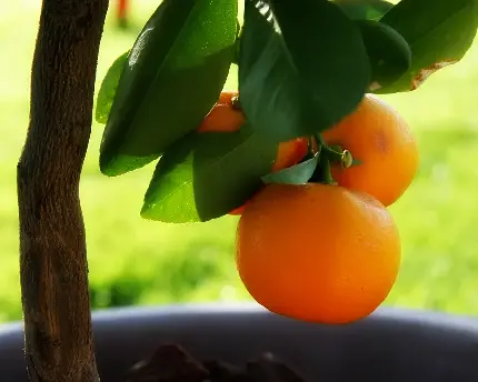 عکس استوک میوه خوشرنگ نارنجی رسیده روی درخت 