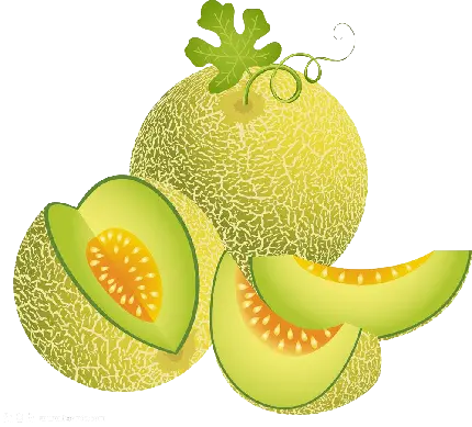 عکس میوه طالبی کارتونی سبز رنگ برش خورده در فرمت png