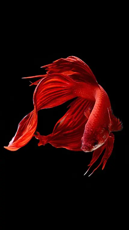 عکس زمینه آیفون از ماهی قرمز با باله های بلند و پر چین و تاب