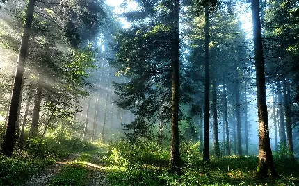 پس زمینه جنگل کاج چشم نواز با هاله های نور خورشید