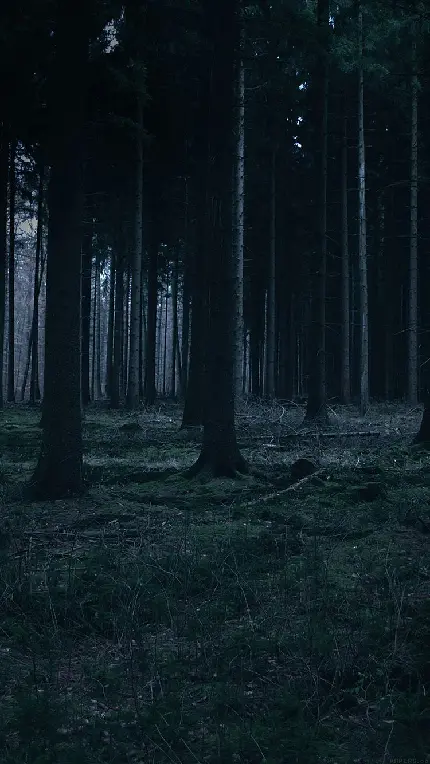 والپیپر جنگل تاریک با درخت های بلند مخصوص گوشی آیفون