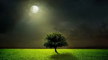 پس زمینه تک درخت در دشت سرسبز هنگام ماه کامل نورانی