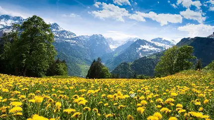 تصویر زمینه بهار با منظره دشت پر از گل های زرد برای دسکتاپ