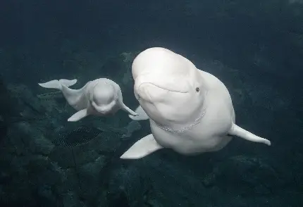 Wallpaper دیدنی از شنای  نهنگ مادر و فرزند بلوگا در آب های عمیق