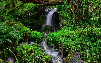 جنگلی سرسبز به همراه آبشار کم آب در وسط کوه 