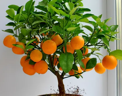 والپیپر درخت میوه نارنجی مینیاتوری برای تزئین 