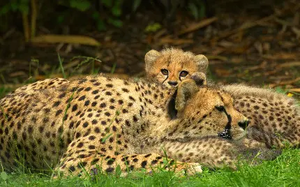 والپیپر کیوت از بچه یوزپلنگ وحشی در کنار مادرش 