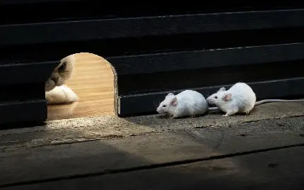 لانه موش کوچک و زیبا برای دو همستر ناز و ملوس و بامزه 