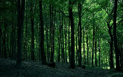 دانلود تصویر زمینه جدید درختان بلند جنگل در فصل سرسبز بهاری