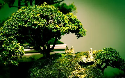 ذن مکتبی ماهایانه در مذهب بودایی و درخت بونسای Bonsai