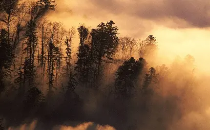 بک گراند مه دود در درختان کاج جنگلی در سپیده دم با کیفیت بالا