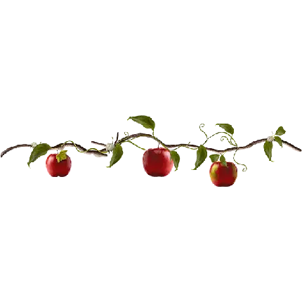 عکس ساده شاخه درخت سیب با سیب های قرمز و زمینه سفید 