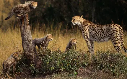 عکس استوک بچه یوزپلنگ های بازیگوش در کنار مادرشان 