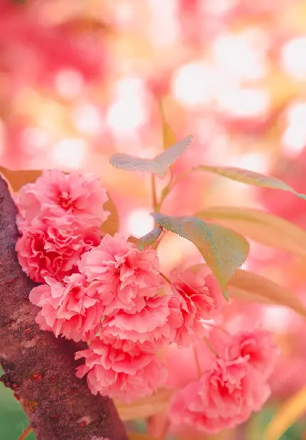 والپیپر خاص و به روز شکوفه های خوشرنگ درختان با کیفیت HD