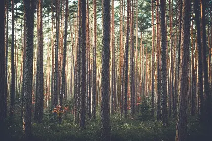 دانلود عکس با کیفیت جنگل خوشگل انبوه از درختان کاج بلند
