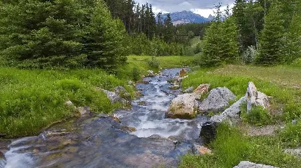 عکس رودخانه خروشان میان طبیعت سبز و منظره جالب