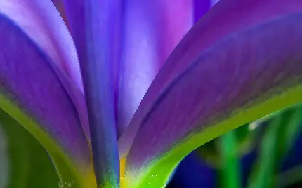 والپیپر از گل خوشگل بنفش از نزدیک برای چاپ روی پد موس