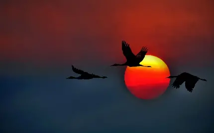 عکس استوک خیلی زیبا از پرنده های ناز در غروب افتاب 